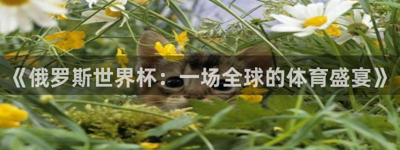 世界杯欧洲区赛程:《俄罗斯世界杯:一场全球的体育盛宴》